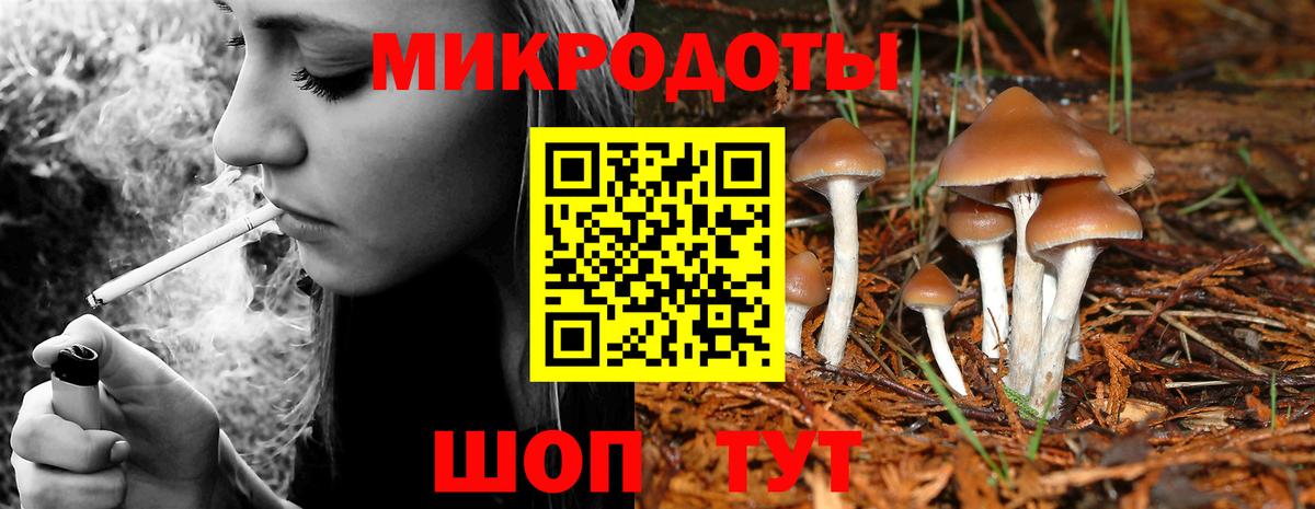 Псилоцибиновые грибы Psilocybe Пушкино